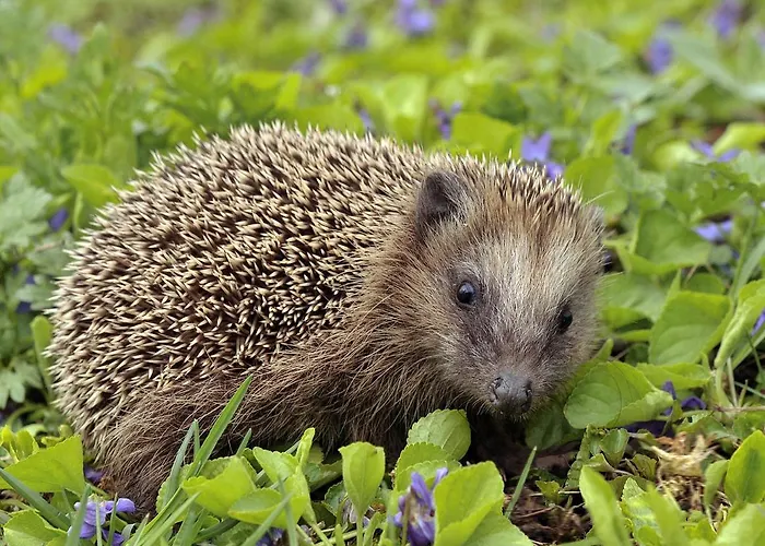 Duplex De 2 Y 2 Banos Y Con Jackuzzi Privado